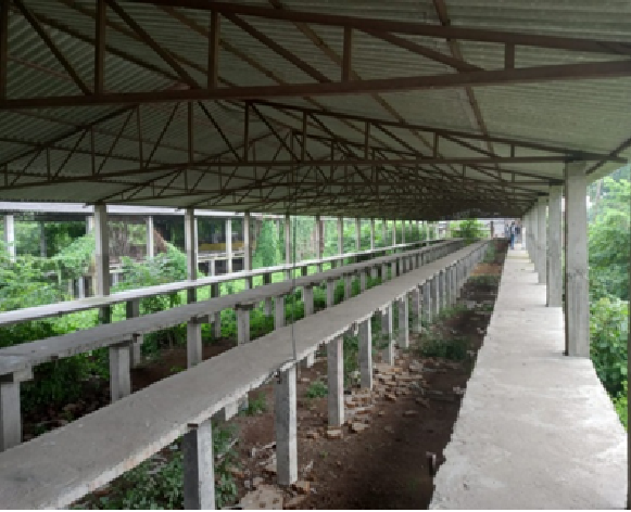 GAURAU POULTRY 259241